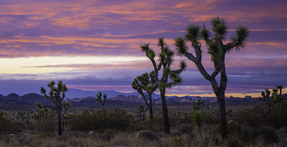 Sunset photo of Joshua trees with mountains in background.