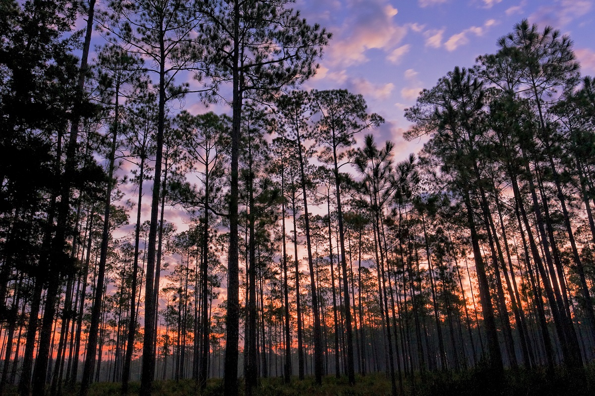 Sunrise at Appalachicola National Forest, with pine trees sillhouetted against a pink sky.