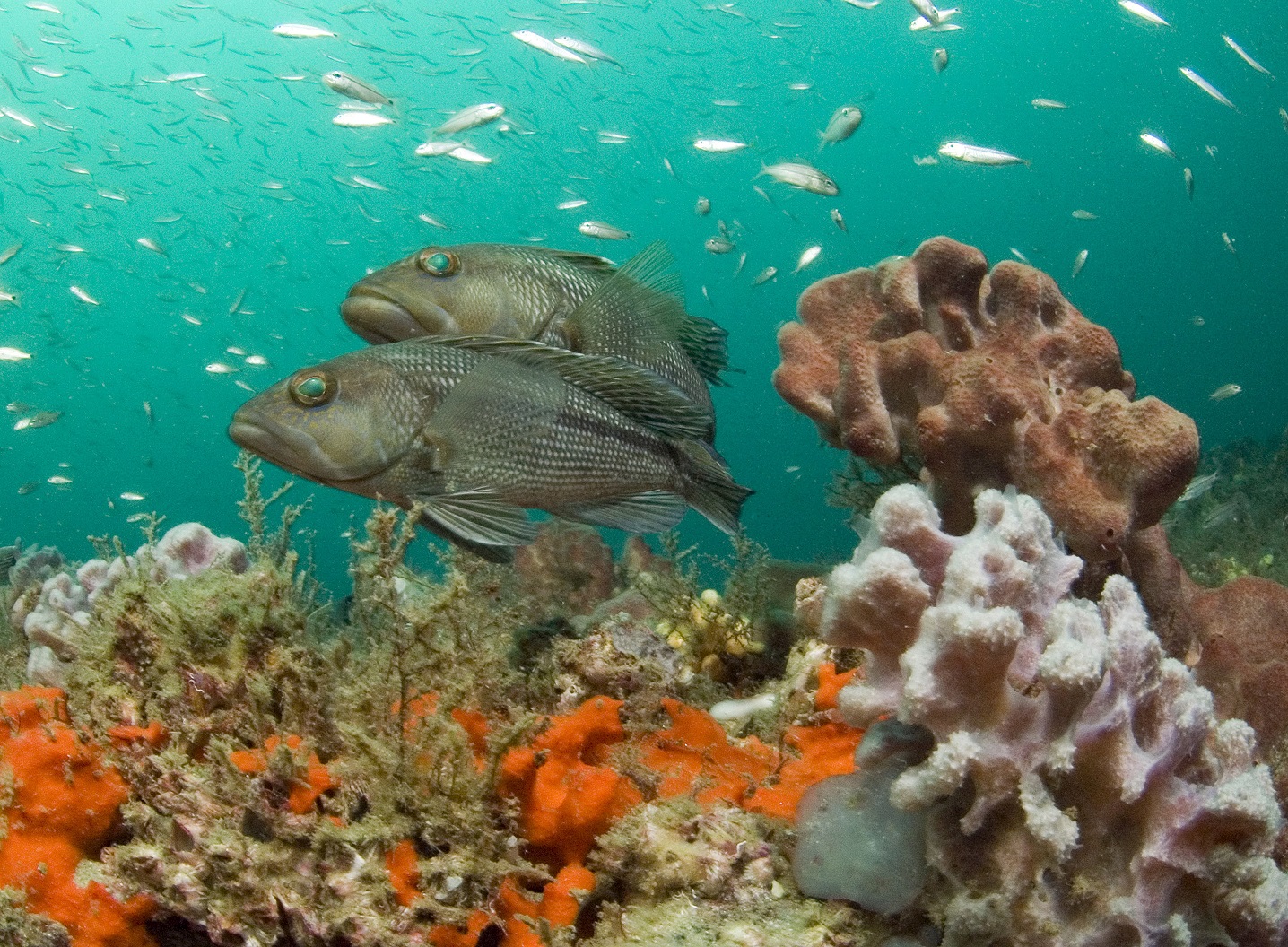 Black seabasses swimming among corals and sponges.