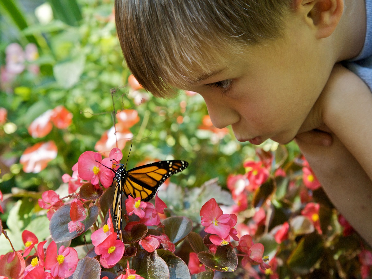 Photo of a child with face bent close to monarch butterfly on pink flowers.
