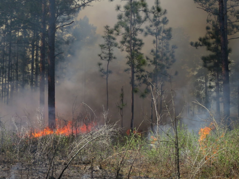 Controlled burn