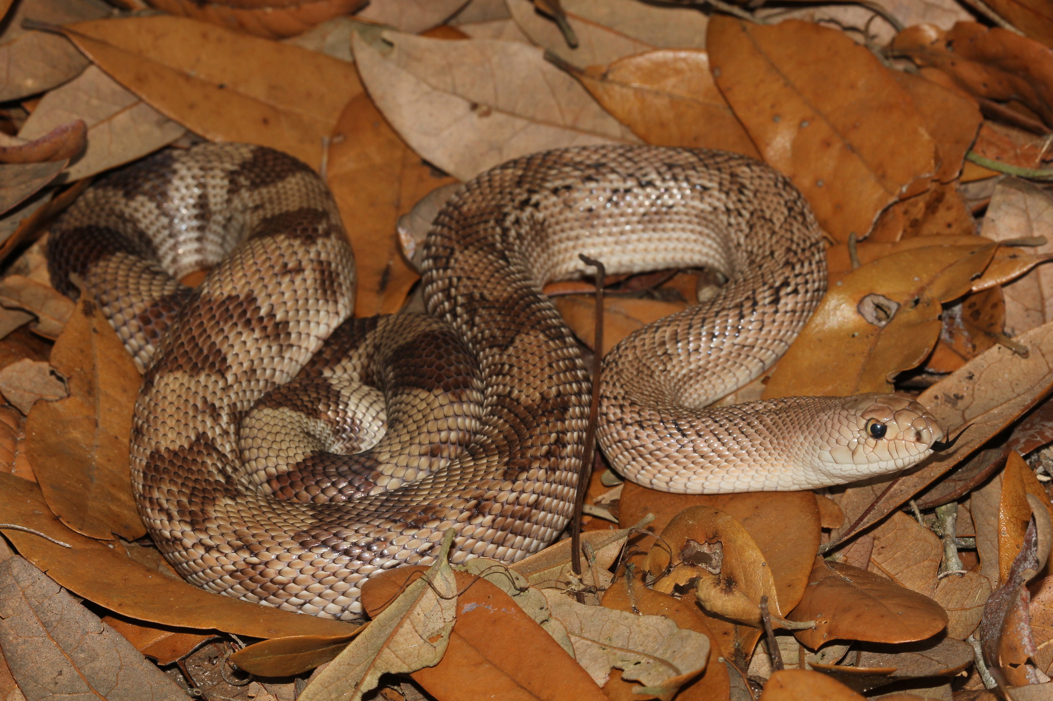 Florida pine snake.