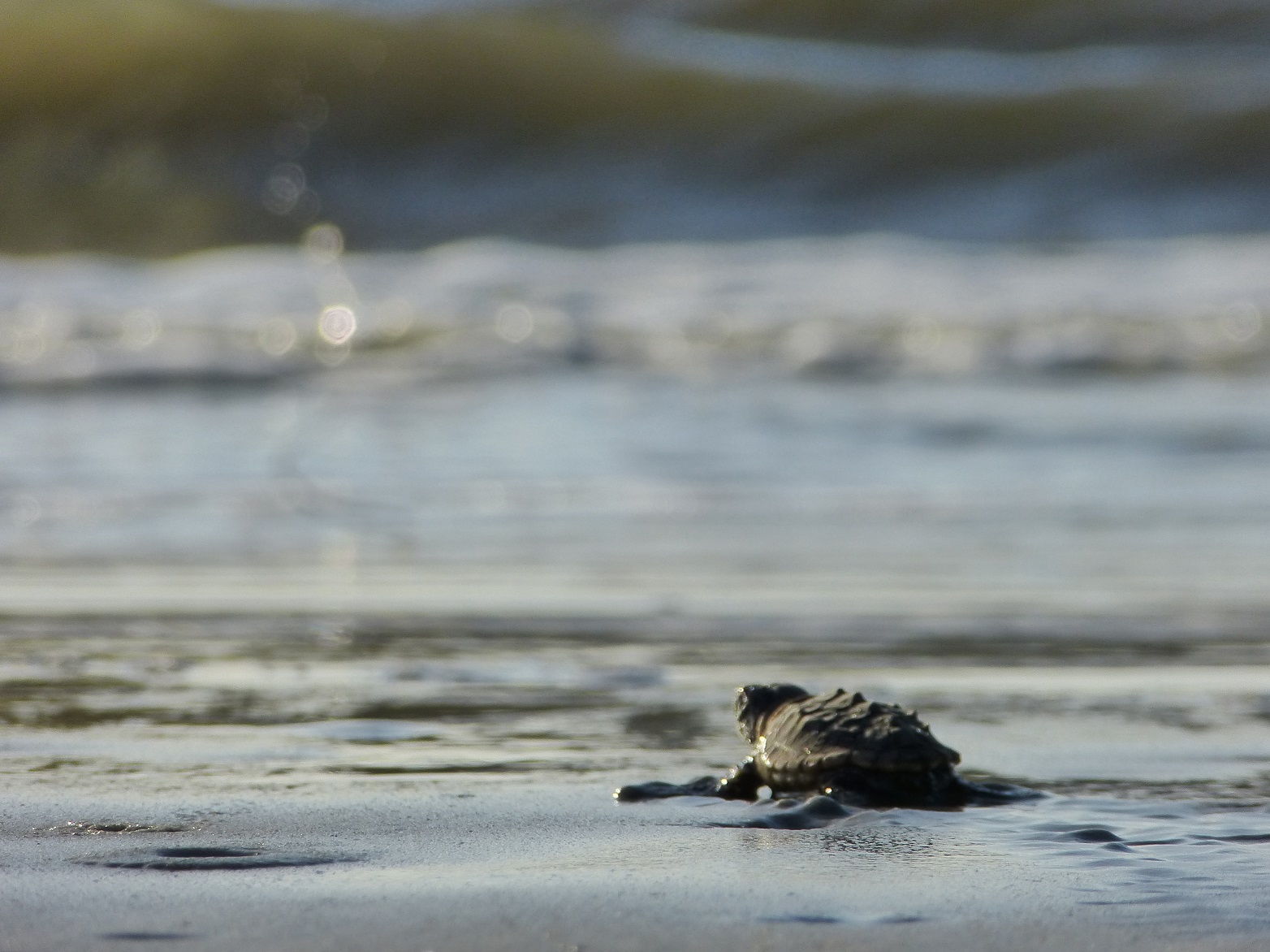 Loggerhead sea turtle hatchling on the beach, moving toward the ocean.