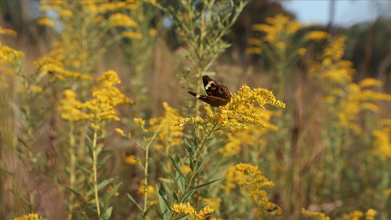 Brown butterfly sitting on a yellow flower in a prairie meadow.