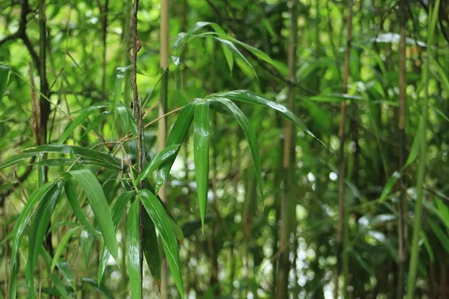 Close-up photo of rivercane showing shiny green leaves and shoots.