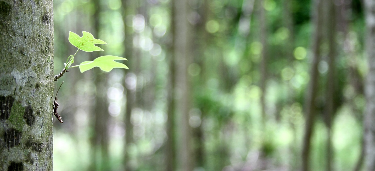 Closeup of poplar leaves