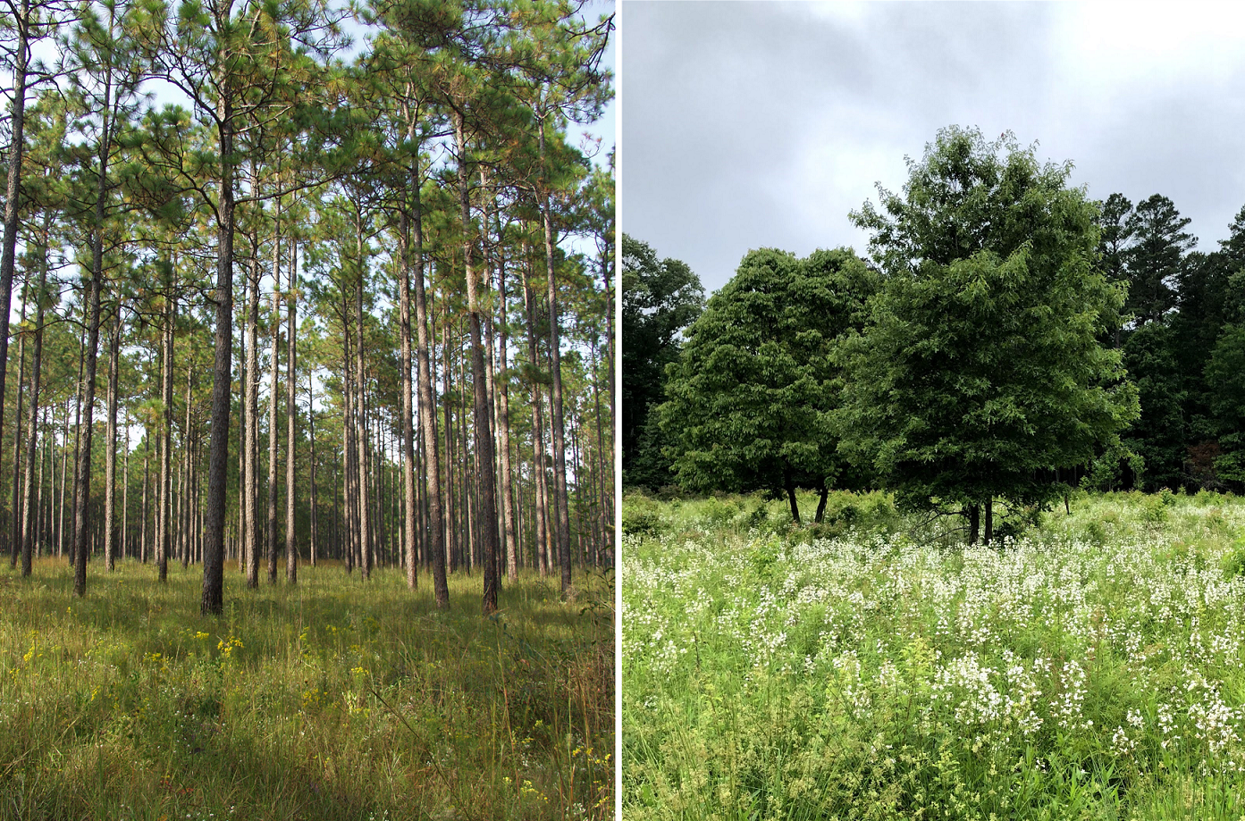Image showing a picture of a longleaf pine stand on the left and a Piedmont prairie on the right.