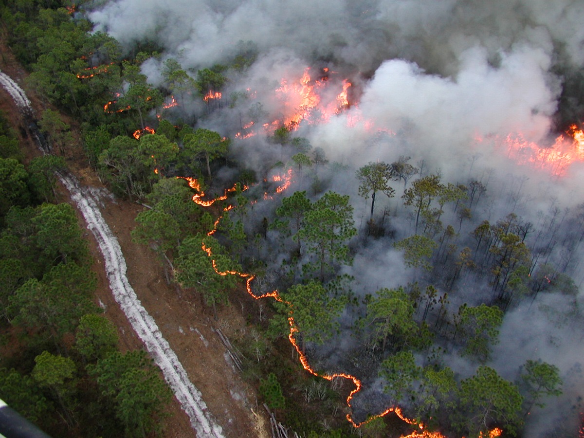 Aerial photo of a prescribed burn showin fire moving into the underbrush in a stand of trees to the right of a sandy road.