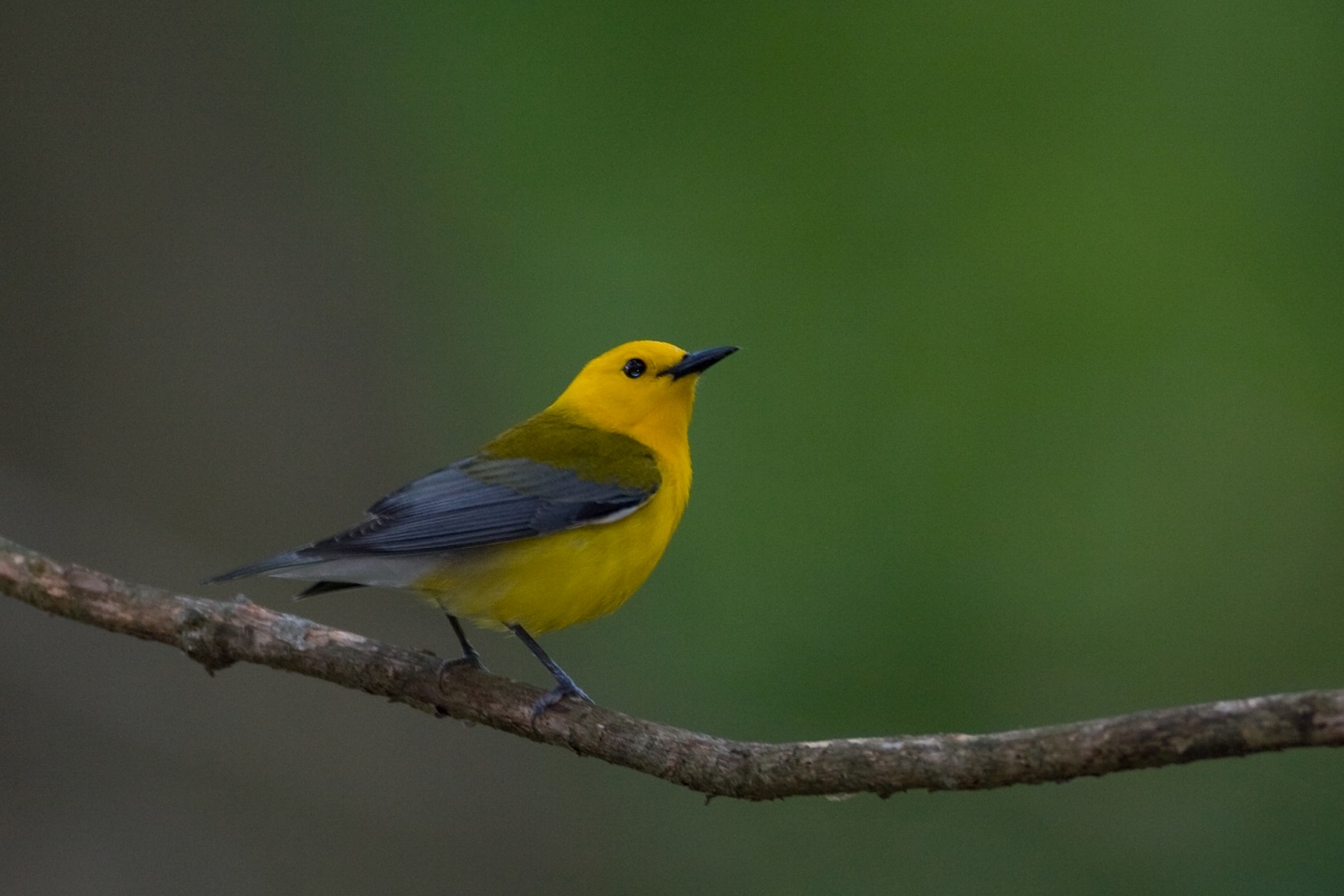 Photo of prothonotary warbler at Congaree National Park showing a small yellow bird with dark wings and a dark beak sitting on a branch.