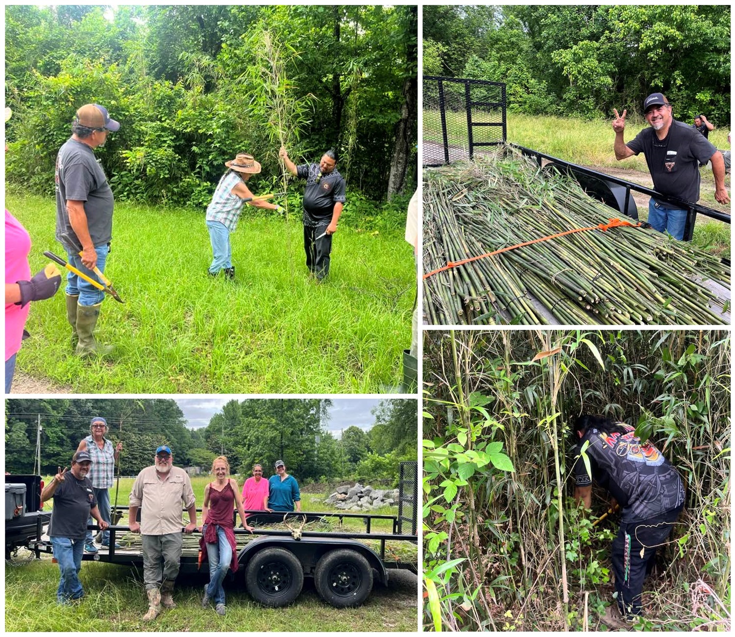 Collage of photos of people harvesting rivercane.