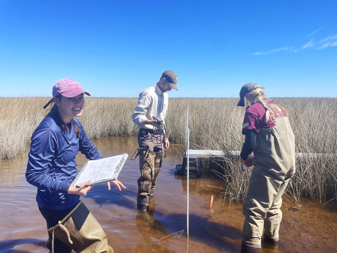 Three people stand in marsh collecting data from surface elevation table monitoring station.