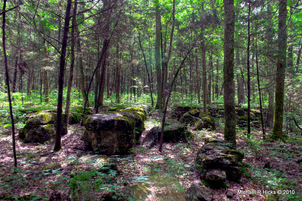Forest with large boulders.