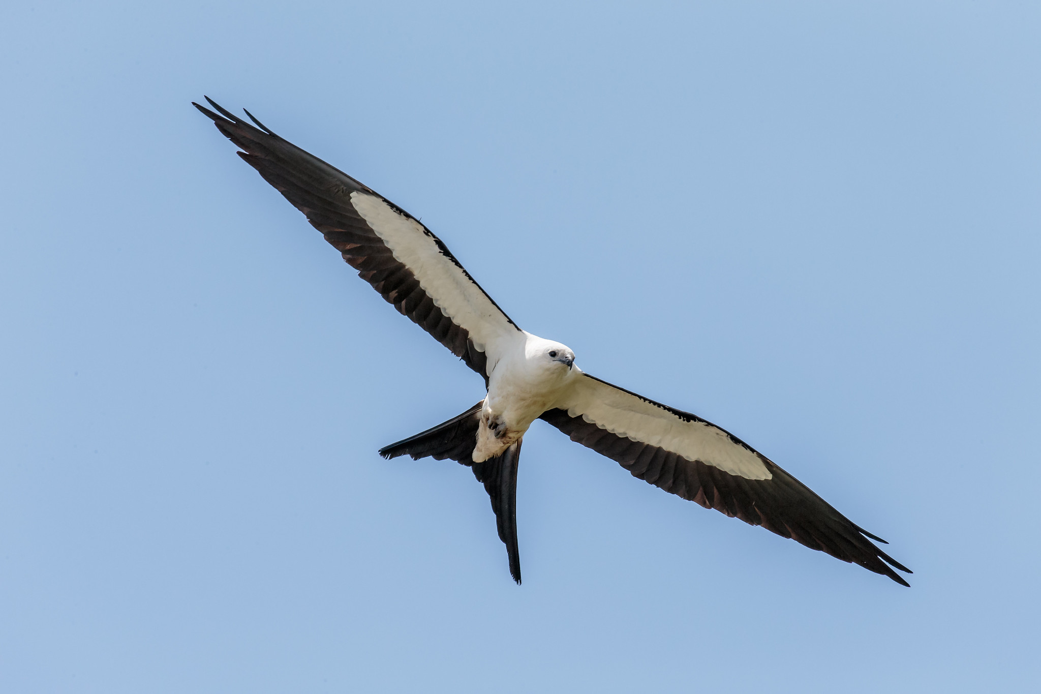 Swallow-tailed kite in flight.