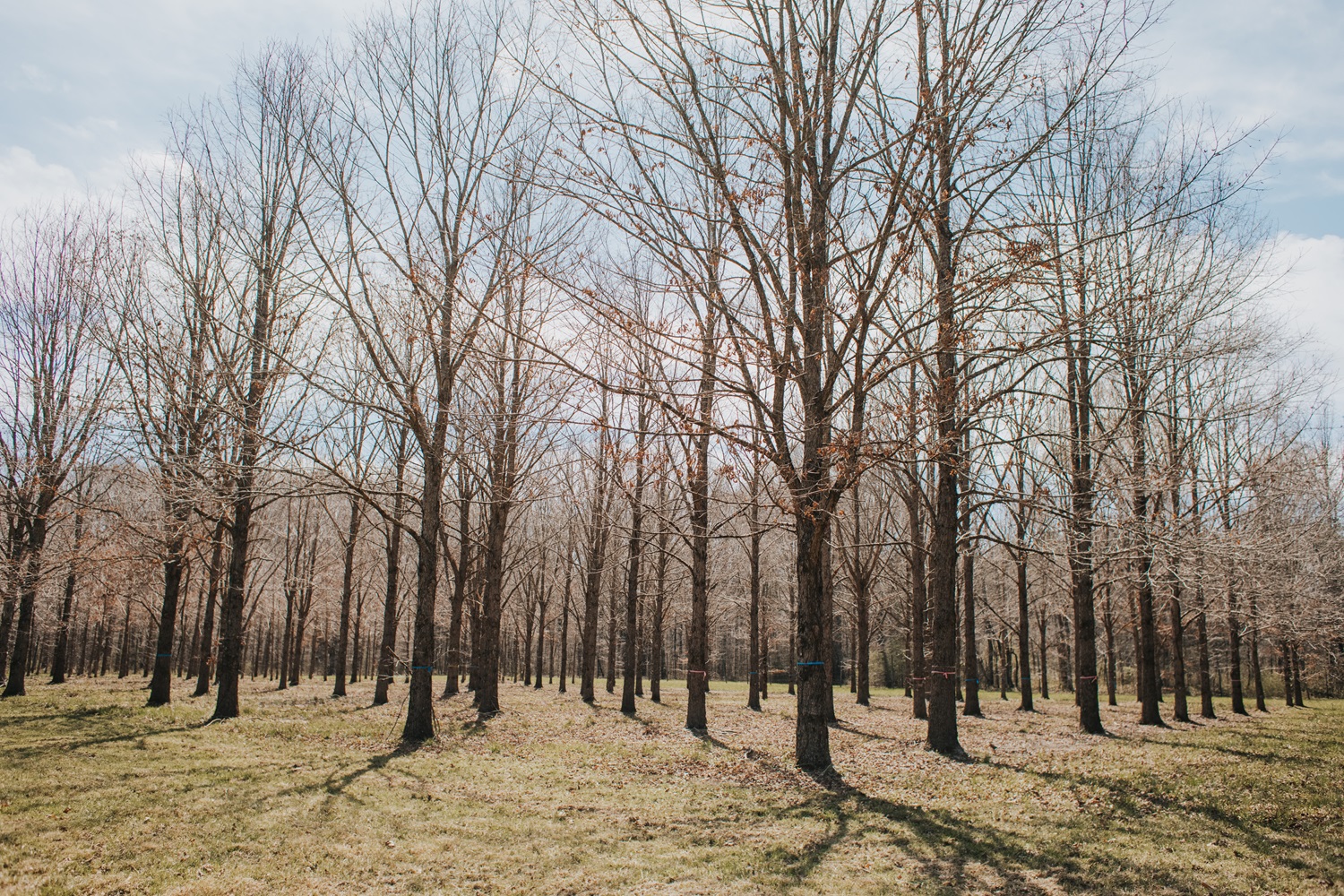 Stand of trees with bare branches, some of which are marked with multi-colored flagging.