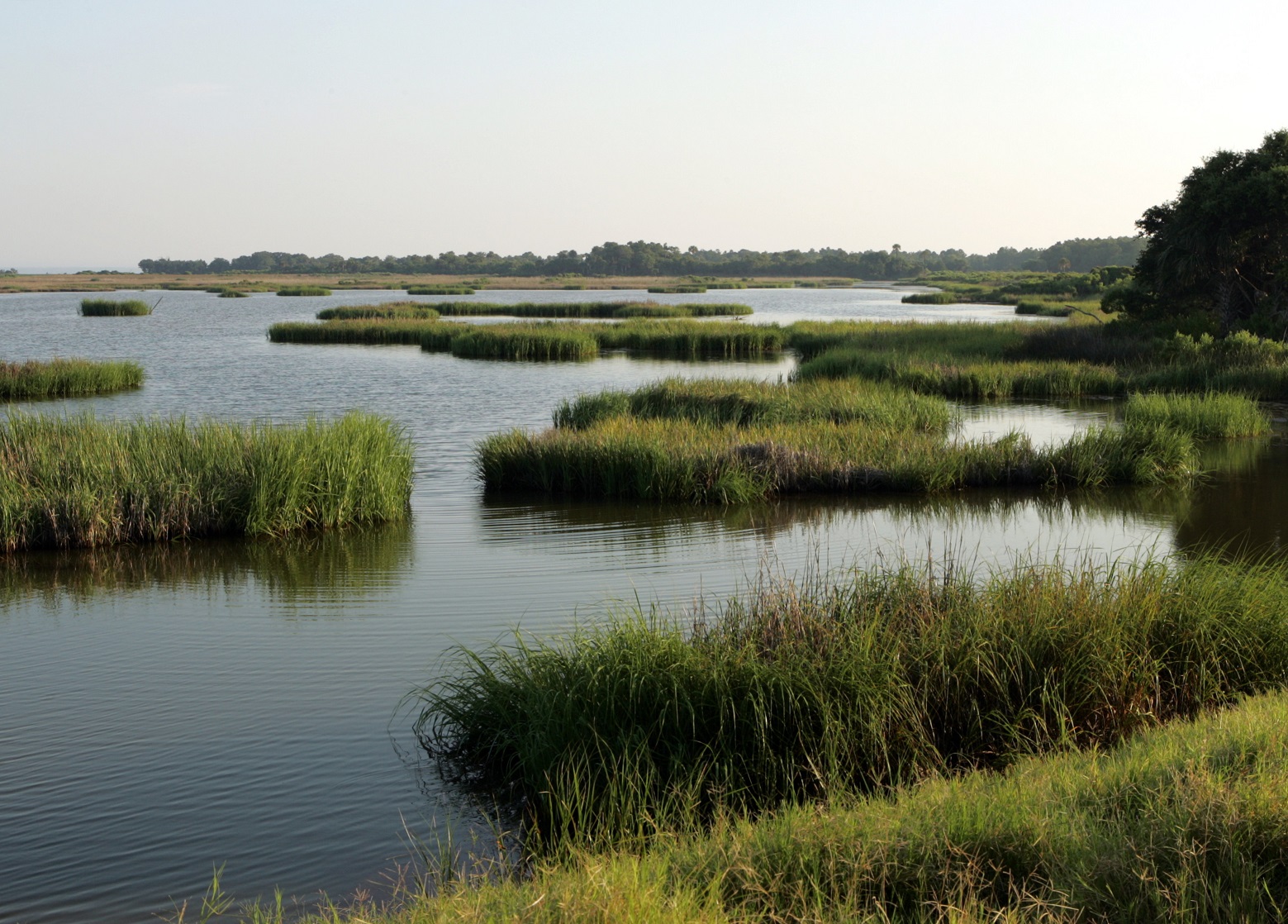 Marsh on Bulls Island at Cape Romain National Wildlife Refuge in SC. Photo courtesy of the USFWS.