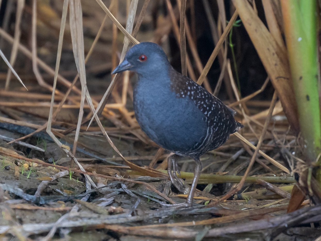 Black rail bird walking through mud and matted brown grass. It is dark gray in color with a red eye.