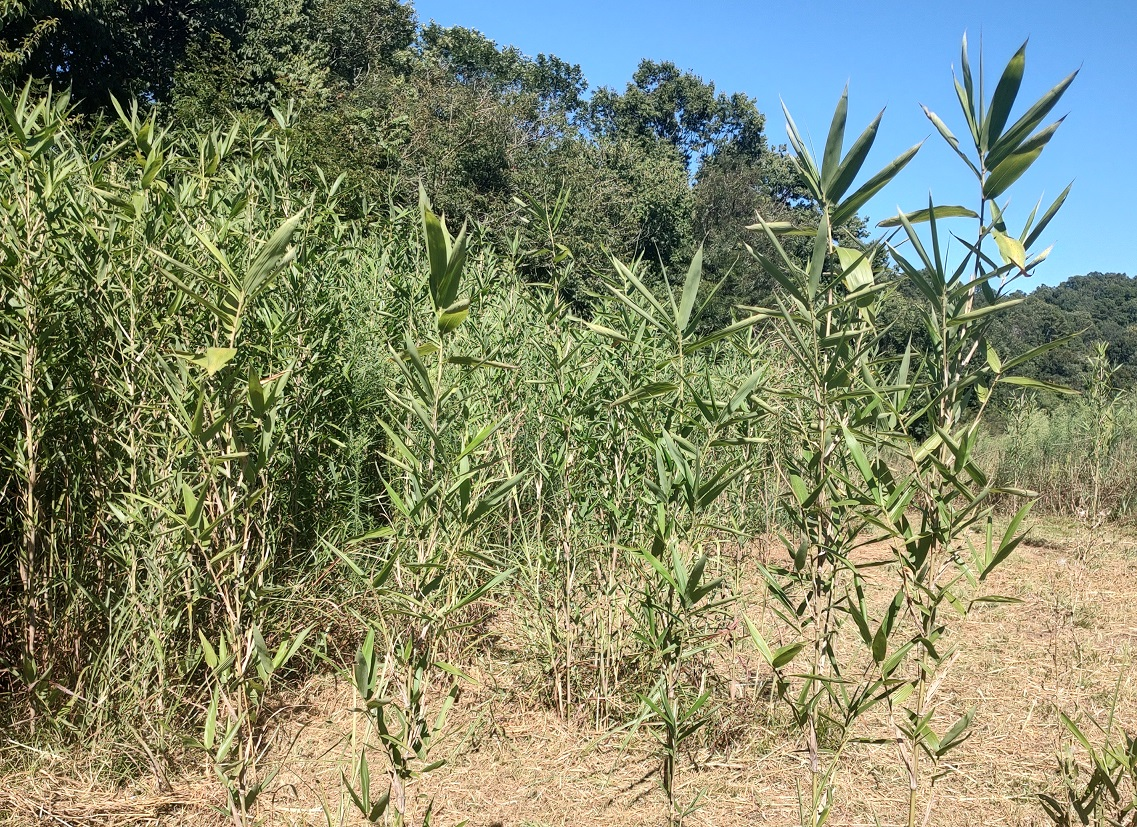 Green rivercane plants in foreground with forest in the background.