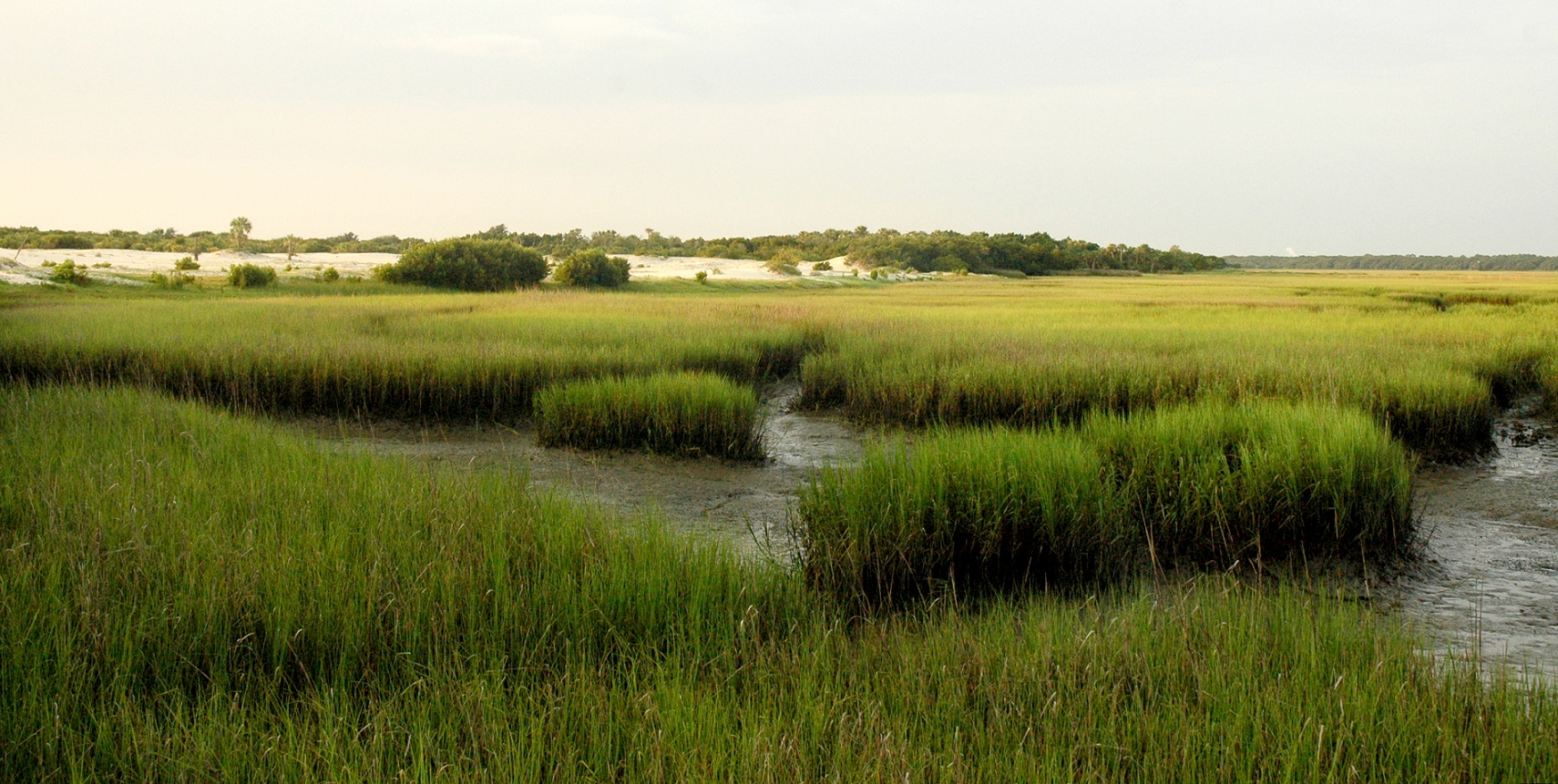 Photo of tufts of green salt marsh in the foreground with beach in the background.