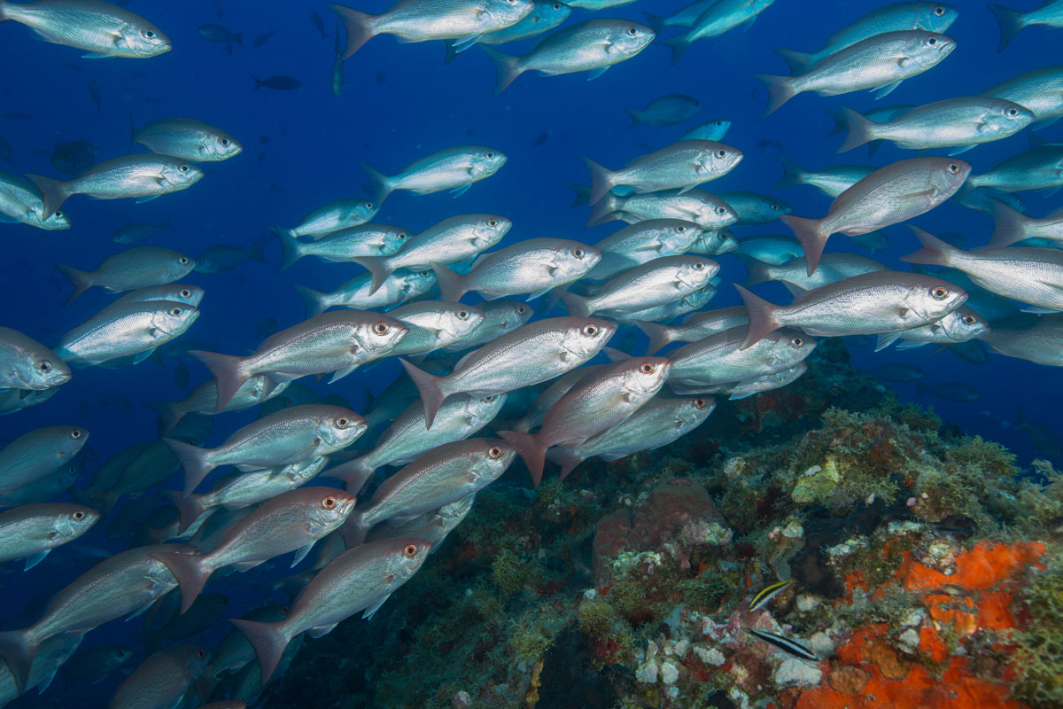 Silver fish swimming on top of a colorful coral reef.