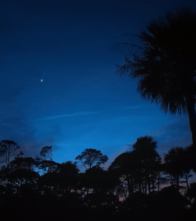 Silhouette of palmettos swaying in the breeze against twilight sky.