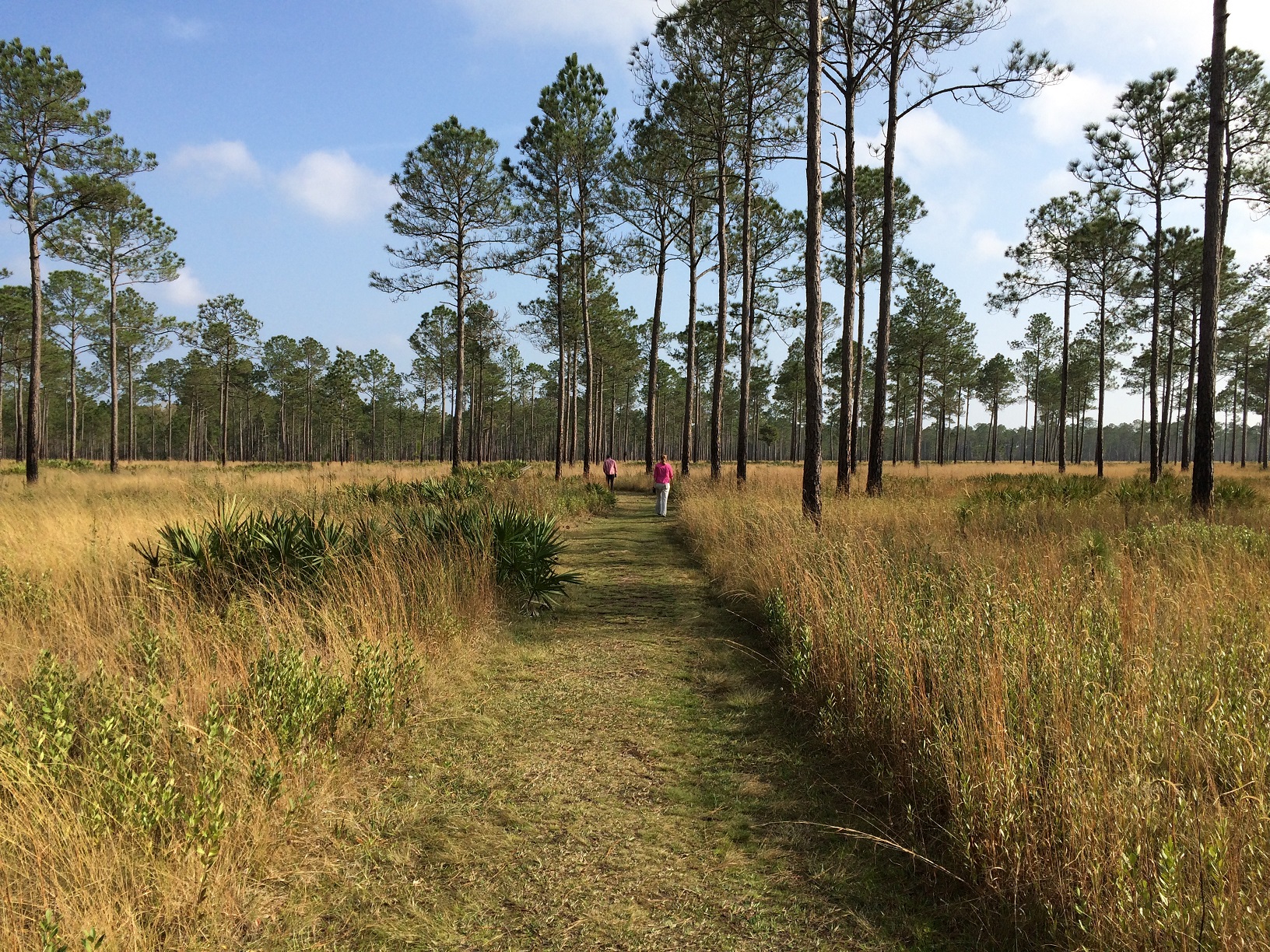 Longleaf pine stand with open, grassy understory.