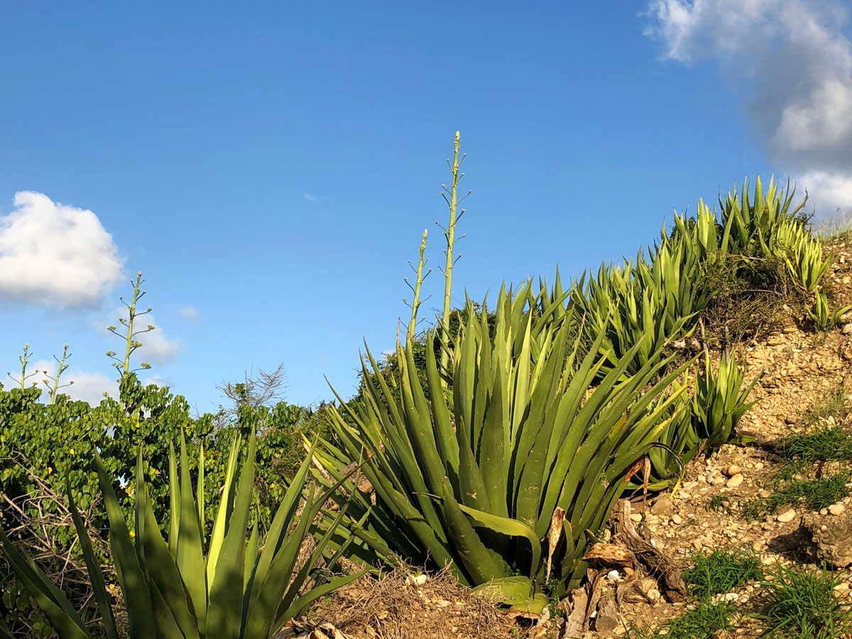 Spikey green plants in the foreground with blue sky and white clouds behind.