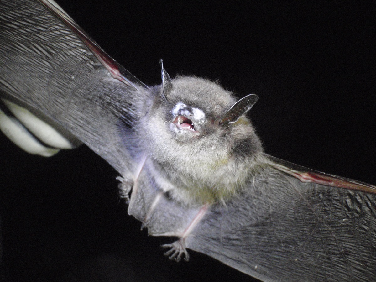 Picture of a bat with a white nose.