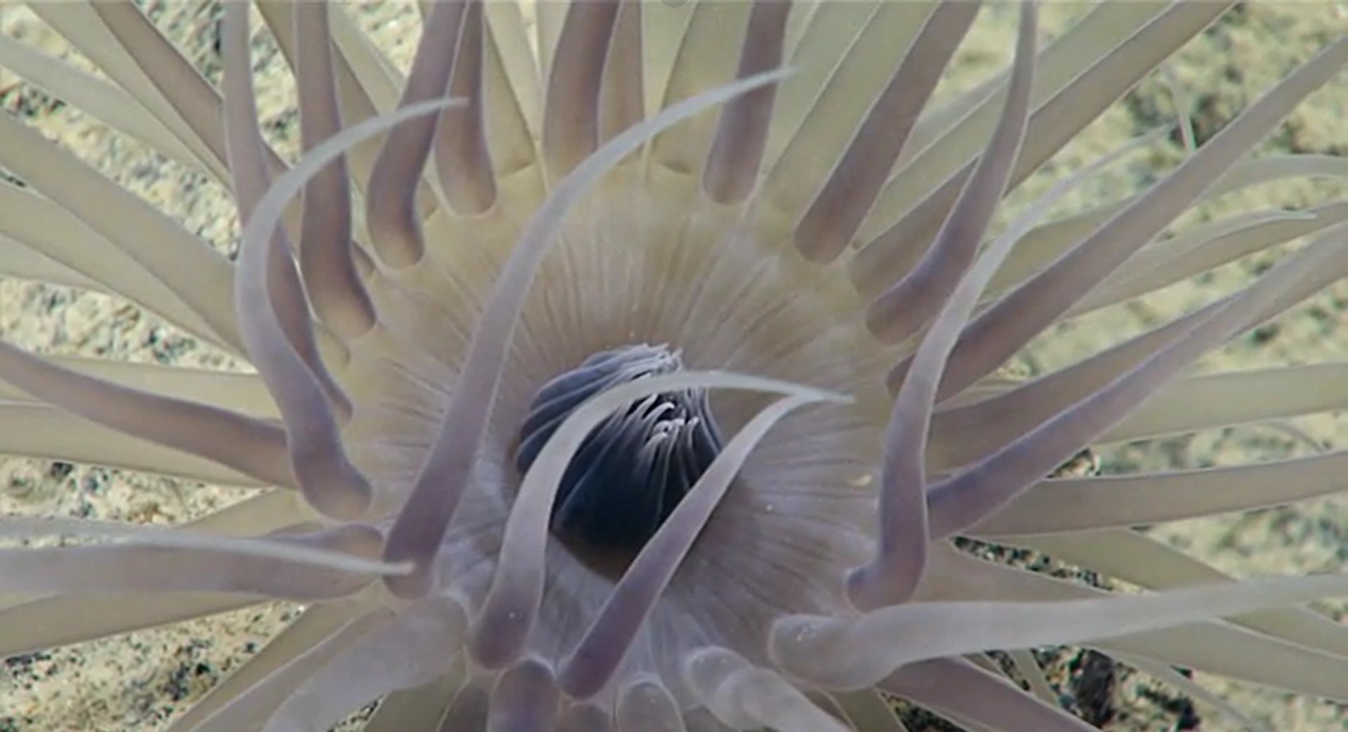 Close-up photo of purple anemone.
