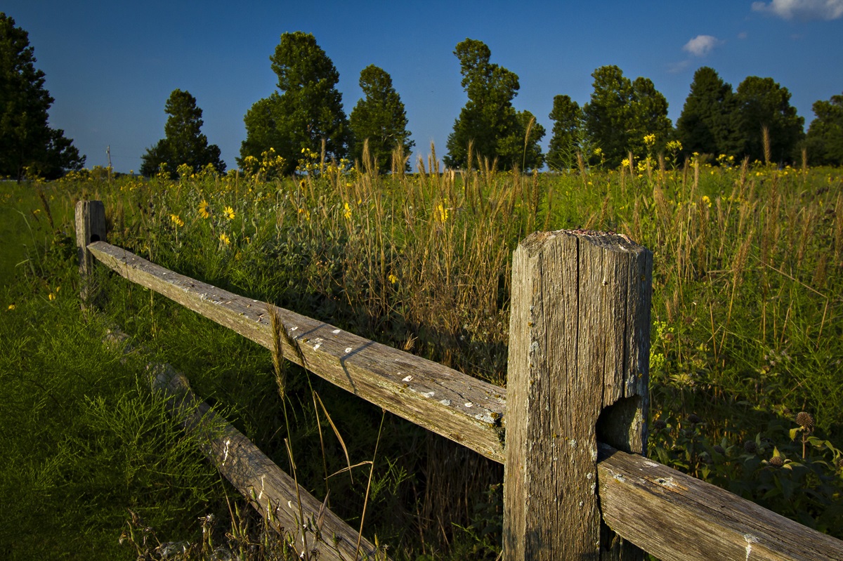 Photo of grasses and wildflowers behind a split-rail fence with trees in the background.