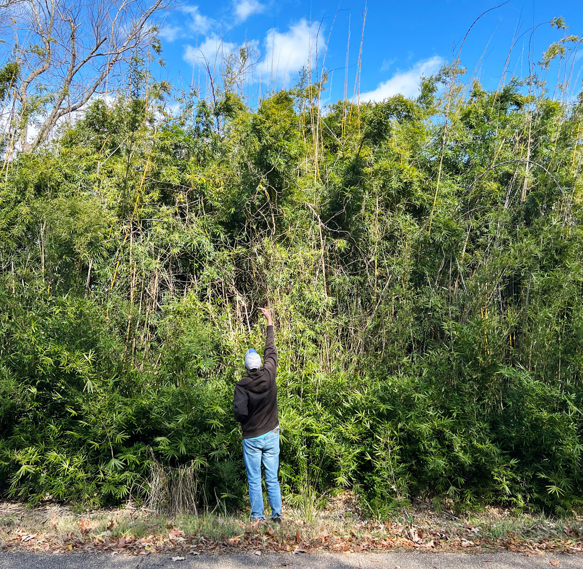 Man stands with one arm above his head in front of a stand of rivercane, measuring its height.