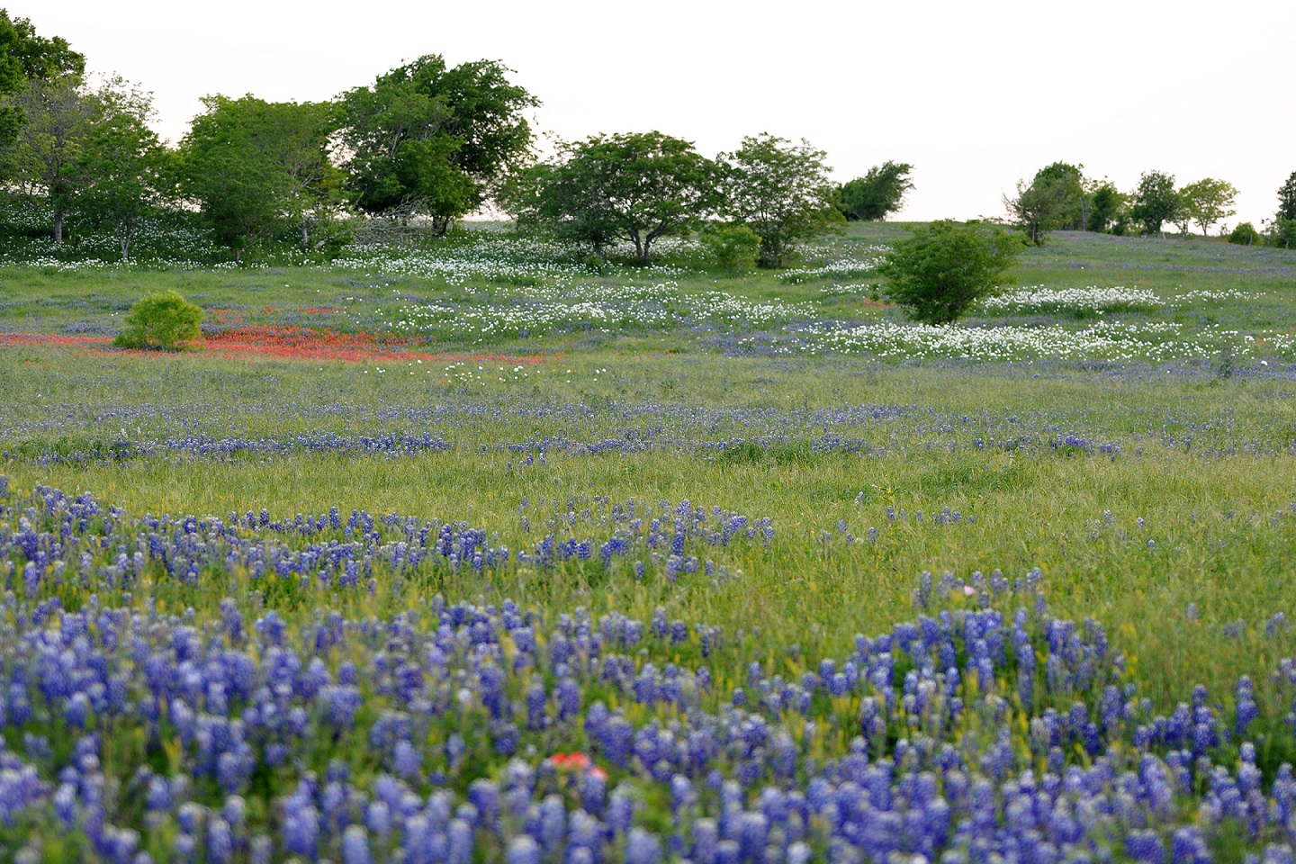 Photo of a field with purple, white, and red flowers and green grass in the foreground, with isolated trees in the background.