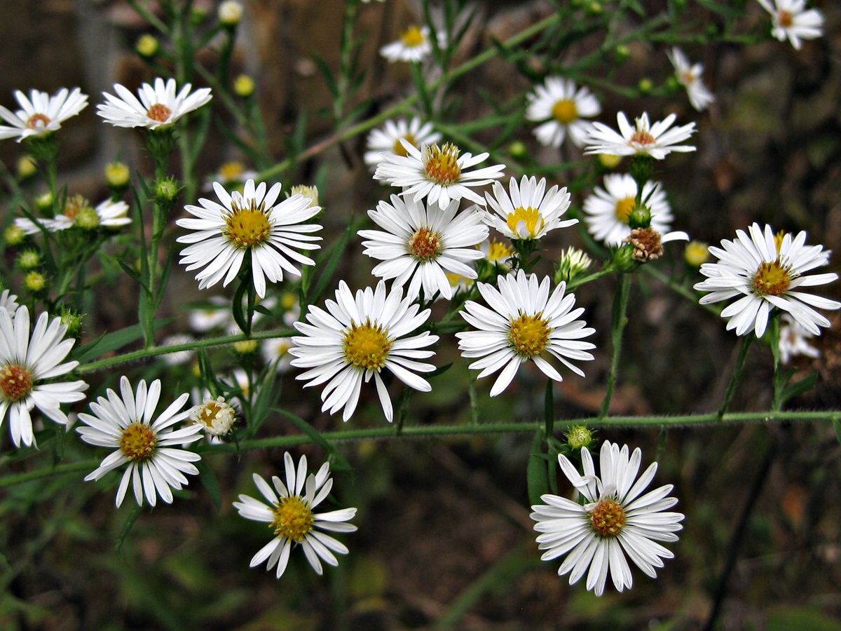 Photo of white heath aster flowers with yellow centers and narrow white petals. 